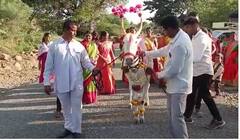 PHOTO : सुंदर पैठणी, विविध पदार्थांचे रुखवत; बारामतीत खिल्लार गायीचं डोहाळ जेवण