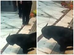 बेजुबान जीव ने भगवान की आरती में लिया हिस्सा, मंदिर की चौखट पर झुकाया अपना सिर