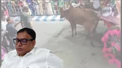 রায়গঞ্জে কার্নিভালে বলদের গুঁতোয় মৃত্যু ! নাম জড়াল স্থানীয় বিধায়কের