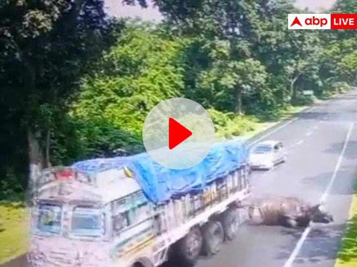 Rhino is being hit by a truck after that Assam Chief Minister Himanta Biswa Sarma reacted viral video on social media तेज रफ्तार ट्रक से टकराया गैंडा, वीडियो देख भड़के लोग, Assam CM ने दी ये प्रतिक्रिया