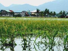 बारिश का पानी भरने से धान में पैदा हो रही हैं ये तीन मुसीबत, एक्सपर्ट ने बताये बचाव के उपाय