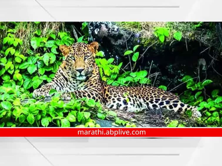 sighting of a leopard near the foothills of Jotiba concerns among devotees visiting the temple kolhapur Leopard Jyotiba Hill : जोतिबाच्या पायथ्याजवळ पुन्हा एकदा बिबट्याचे दर्शन, मंदिरात येणाऱ्या भाविकांमध्ये चिंतेचे वातावरण