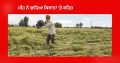Patiala News : ਬੇਮੌਸਮੀ ਬਾਰਸ਼ ਨੇ ਸੁਕਾਏ ਕਿਸਾਨਾਂ ਦੇ ਸਾਹ, ਖੇਤਾਂ 'ਚ ਫਸਲ ਵਿੱਛੀ, ਮੰਡੀਆਂ 'ਚ ਭਿੱਜੀ