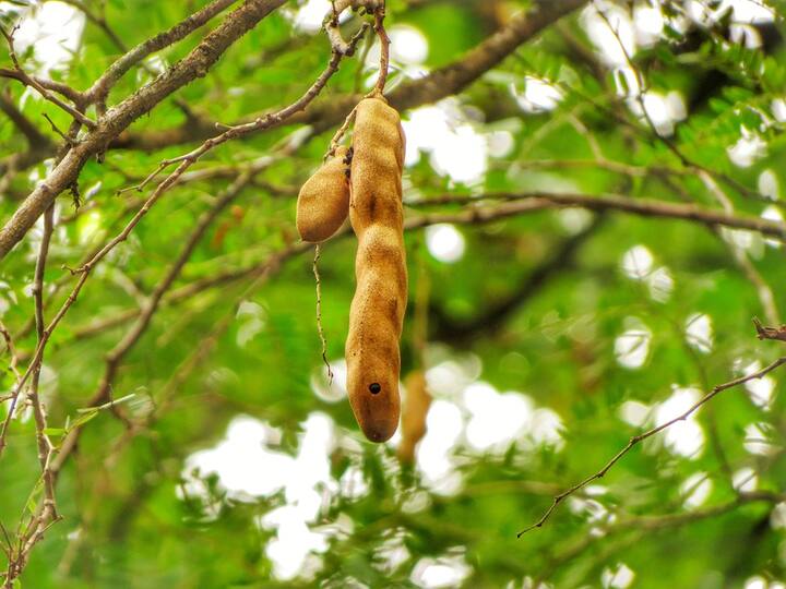 তেঁতুলে উচ্চ মাত্রায় ফাইবার আছে আর একই সঙ্গে এটা সম্পূর্ণ ফ্যাট বর্জিত।