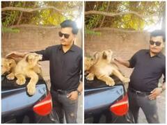 शेर के शावक से मस्ती करना शख्स को पड़ा भारी, अचानक किया हमला और फिर..