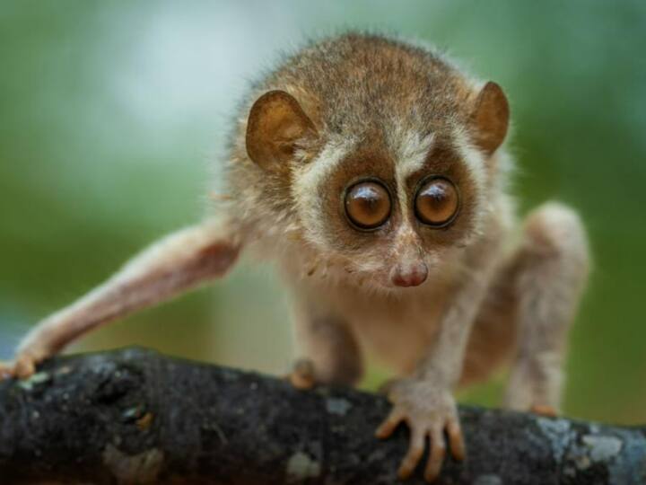 Tamil Nadu Govt Notifies India’s First Slender Loris Sanctuary In Kadavur Tamil Nadu Govt Notifies India’s First Slender Loris Sanctuary In Kadavur