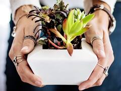 ఈ మొక్కలను ఇంట్లో పెంచుతున్నారా? దురదృష్టానికి ఆహ్వానం పలుకుతున్నట్లే!