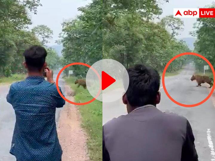 Tiger के साथ सेल्फी ले रहे थे लड़के, जंगली बिल्ली हुई आगबबूला, खौफनाक Video वायरल Youngsters taking selfie with tiger in Madhya Pradesh Forest Reserve IFS Officer gives warning shocking video on social media Tiger के साथ सेल्फी ले रहे थे लड़के, जंगली बिल्ली हुई आगबबूला, खौफनाक Video वायरल