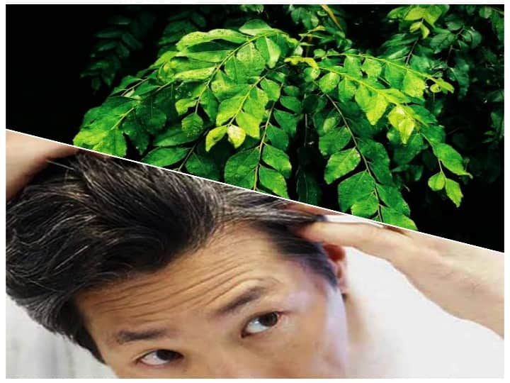 Hair Care Tips to use curry patta leaves for black hair naturally in hindi Hair Care Tips: बालों की सफेदी कर रही परेशान तो करी पत्ता आ सकता है काम, इस तरह करें इस्तेमाल