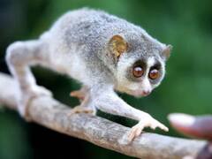 Slender loris: தமிழகத்தில் அமையும் இந்தியாவின் முதல் தேவாங்கு சரணாலயம்.. அறிவித்த முதல்வர் ஸ்டாலின்