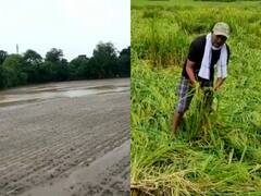 In Pics: मध्य प्रदेश में बारिश से धान और मटर की फसलों को भारी नुकसान, सरकार के भरोसे किसान- देखें तस्वीरें