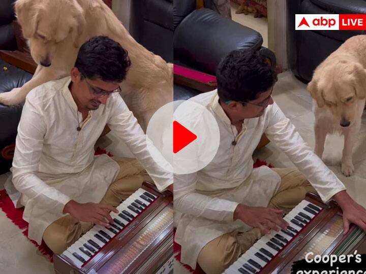 Golden retriever dog listens to music instrument Harmonium funny