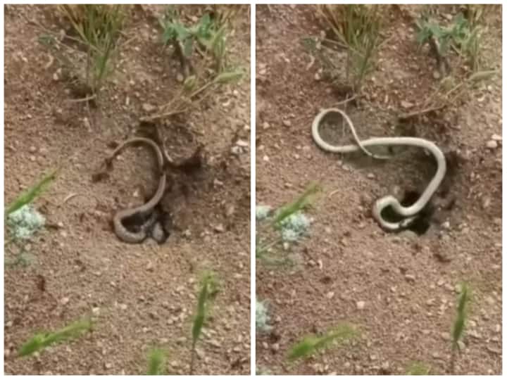 Ants bite the snake that entered Bambi video goes viral on social media Video: चीटियों ने सिखाया सांप को सबक, गलती की मिली दर्दनाक सजा
