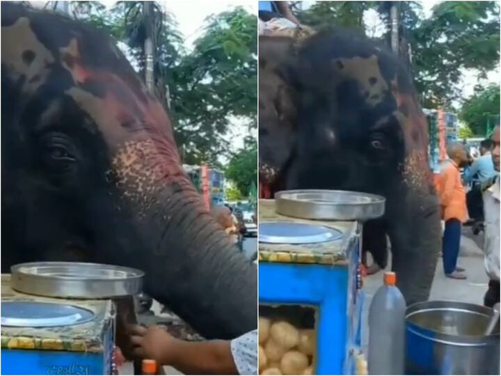 Viral Video Elephant Spotted Enjoying Panipuris At Roadside Stall in Assam Viral Video: పానీపూరీ ఎలా ఉంది గజేంద్ర! ఎంచక్కా లాగించేసింది!