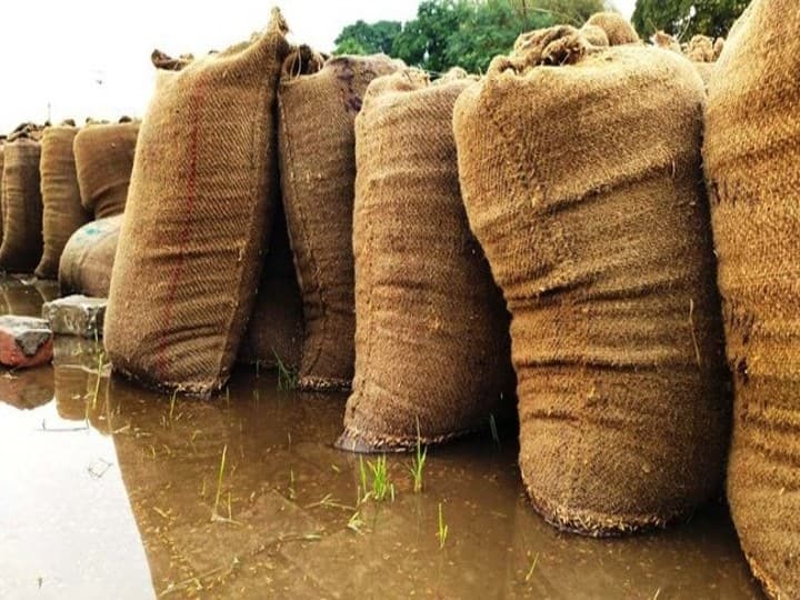 Haryana: The rain caused damage to the paddy in Karnal grain markets Karnal News: बारिश के कारण करनाल की अनाज मंडियों में पड़ा लाखों का धान हुआ बेकार, मंडी समितियों की लापरवाही उजागर
