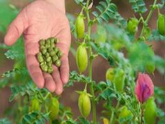 उन्नत किस्मों के साथ करें चने की बुवाई, आलू और सरसों की खेती के लिये जल्द निपटा लें ये काम