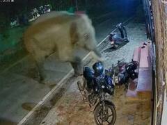 Watch video : ஆக்ரோஷமாக ஓடிவந்த யானை.. நூலிழையில் தப்பிய மக்கள்.. பரபரப்பான சிசிடிவி காட்சிகள்..