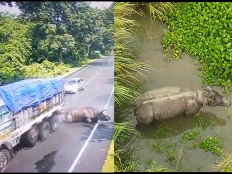 Rhino hit by truck in Assam doing good says Assam CM and shares new video சாலையில் அடிபட்டுத் துடித்த காண்டாமிருகம் இப்போ எப்படி இருக்கு தெரியுமா? முதலமைச்சர் வெளியிட்ட வீடியோ!