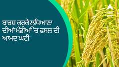 Ludhiana News: ਬਾਰਸ਼ ਕਰਕੇ ਲੁਧਿਆਣਾ ਦੀਆਂ ਮੰਡੀਆਂ 'ਚ ਫਸਲ ਦੀ ਆਮਦ ਘਟੀ, ਪਿਛਲੇ ਸਾਲ ਨਾਲੋਂ 10 ਹਜ਼ਾਰ ਮੀਟਰਕ ਟਨ ਘੱਟ