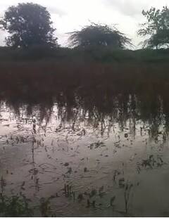 Photo : परभणीत मुसळधार पाऊस, काढणीला आलेलं सोयाबीन पाण्याखाली