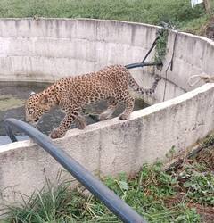 PHOTO: अन्न पाण्याच्या शोधात बिबट्याचा पिल्लू भटकला, वनविभागाने पकडले