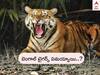 Kakinada Bengal Tigers: 10 రోజులుగా బెంగాల్ టైగర్స్ సైలెంట్ - జాడ తెలియక పెరుగుతున్న భయాలు