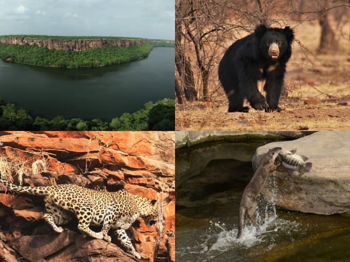 चम्बल जलीय जंतुओं के साथ जंगली जानवरों को भी सुरक्षा प्रदान करती है. इसके किनारे हजारों मील में मुकुंदरा के जंगल भी आबाद है.