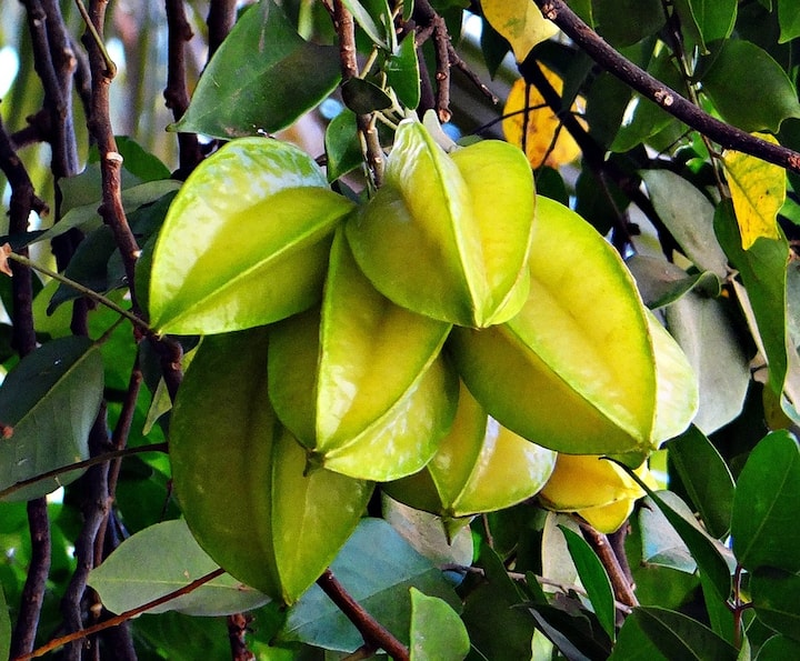 রোগপ্রতিরোধকারী ক্ষমতা থাকায় জ্বর, সর্দি, কাশি ও ঠাণ্ডাজনিত অন্যান্য সমস্যায় এই ফল প্রতিষেধক হিসেবে কাজ করে।