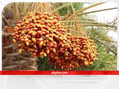 Vastu Tips: घर में ना लगाएं ये पेड़, सुख शांति हो जाती है नष्ट, बढ़ने लगती है नेगेटिव एनर्जी