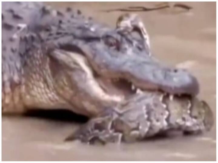 Dangerous encounter between python and crocodile under water Video: अजगर के शिकार की फिराक में दिखा मगरमच्छ, अंत में हार मानकर पीछे खींचे कदम