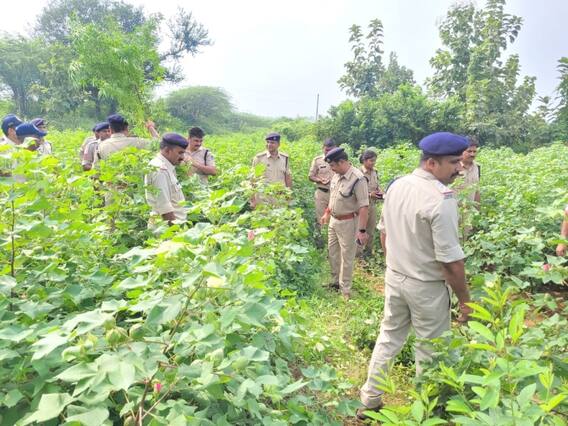 MP News: मध्य प्रदेश में गांजे की खेती का बड़ा रैकेट धराया, पुलिस ने जब्त किए दो ट्रक पौधे MP News: मध्य प्रदेश में गांजे की खेती का बड़ा रैकेट धराया, पुलिस ने जब्त किए दो ट्रक पौधे