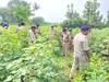 MP News: मध्य प्रदेश में गांजे की खेती का बड़ा रैकेट धराया, पुलिस ने जब्त किए दो ट्रक पौधे