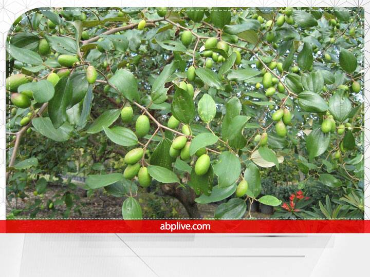 घर के आंगन में भूलकर भी खजूर का पेड़ ना लगाएं,ये अशुभ माना जाता है. यह पेड़ दिखने में बहुत सुंदर लगता है लेकिन इसे लगाने से घर के सदस्यों पर कर्ज बढ़ता है.