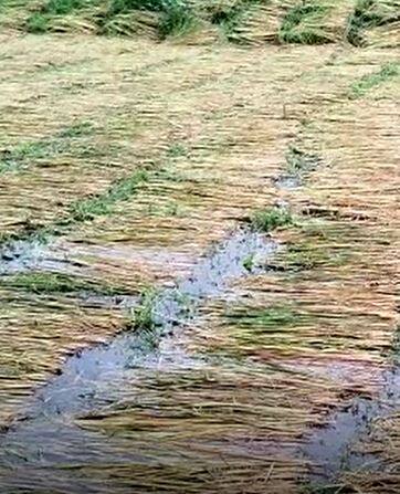 पावसामुळं पालघर जिल्ह्यातील भात शेती संकटात