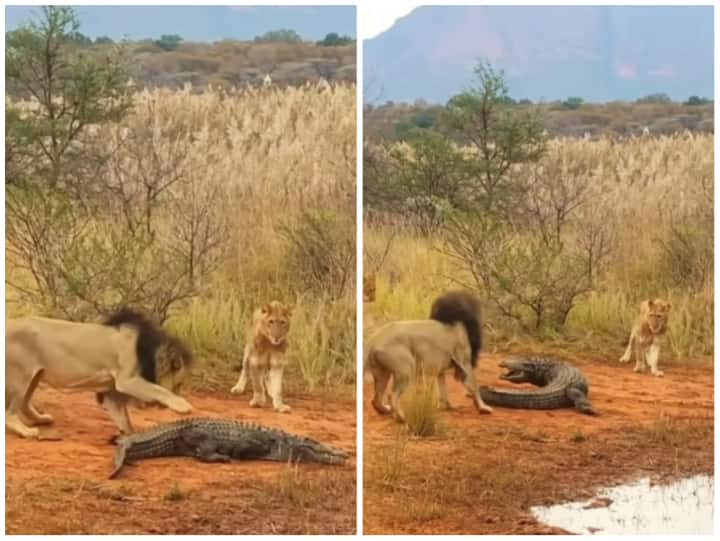 lion was seen attacking the giant crocodile in Jungle video goes viral on social media Video: शेरों के चंगुल में फंसा मगरमच्छ, दिल दहला देगा वीडियो