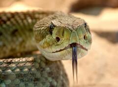 ਸੱਪ ਦੀ ਜੀਭ ਦੋ ਹਿੱਸਿਆਂ ਵਿੱਚ ਵੰਡੀ ਹੁੰਦੀ ਹੈ! ਇਸ ਦਾ ਕੰਮ ਜਾਣ ਕੇ ਤੁਸੀਂ ਹੈਰਾਨ ਰਹਿ ਜਾਓਗੇ