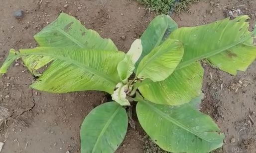 Jalgaon Banana : केळीचं आगार संकटात, जळगाव जिल्ह्यातील केळीवर सीएमव्ही व्हायरसचा प्रादुर्भाव  