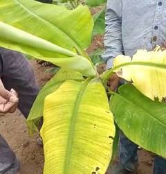 Photo : जळगाव जिल्ह्यात केळीवर सीएमव्ही व्हायरसचा प्रादुर्भाव