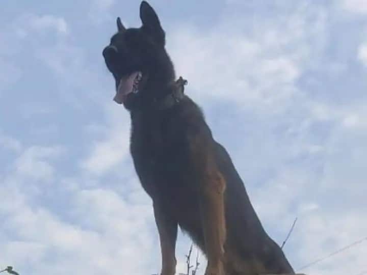 Indian Army Dog Zoom Who Helped Kill 2 Terrorists In Kashmir anantnag Dies Of Injuries Army Dog Zoom : दहशतवाद्यांशी दोन हात करणाऱ्या लष्करी श्वान 'झूम'ची मृत्यूशी अपयशी झुंज