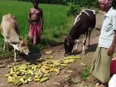 উৎসবের মরসুমে বাজার আগুন, অথচ জমি থেকে ৩-৫ টাকা দরেই বিক্রি শশা, গরুকে খাইয়ে প্রতিবাদ কৃষকদের