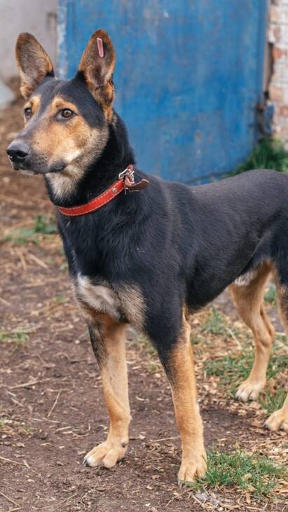 Karnataka Pet Dog Help Rescue Its Missing Owner Karnataka Forest Pet Dog Finds Master : காணாமல் போனவரை தேடி பதறிய உறவினர்கள்.. காட்டுக்குள் மயங்கியவரை மீட்ட செல்ல நாயின் கதை..