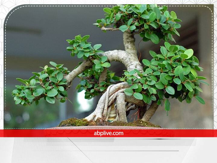 आज के दौर में घर में सजावट के लिए बोनसाई के पौधे रखने का चलन बढ़ गया है. ये पौधे दिखने में जरूर खूबसूरत होते हैं लेकिन इसे घर में रखने से नकारात्मक प्रभाव पड़ता है. ये तरक्की में रुकावट बनते हैं.