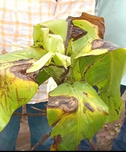 जळगाव जिल्ह्यातील केळीवर सीएमव्ही व्हायरसचा प्रादुर्भाव