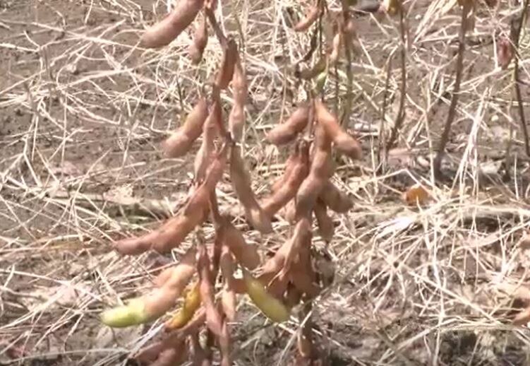 Rain News : सांगलीसह नांदेड जिल्ह्याला परतीच्या पावसाचा फटका, टोमॅटोसह सोयाबीन पिकाचं मोठं नुकसान, शेतकरी आर्थिक संकटात