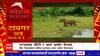 Gadchiroli Tiger Special Report : गडचिरोलीतील नरभक्षक सीटी 1 वाघ अखेर जेरबंद