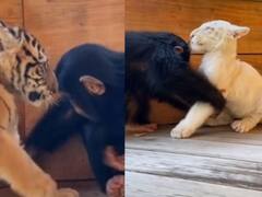 বাঘের বাচ্চাদের সঙ্গে খেলায় মেতেছে ছোট্ট শিম্পাঞ্জি, ভাইরাল ভিডিও দেখে মন খুশি নেটিজেনদের