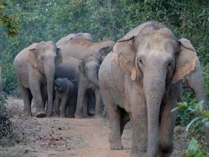 Study Shows Elephants Are Much More Expressive Than Humans, Here's Why Elephant Study : மனிதர்களை விட யானைகள் எக்ஸ்பிரெஷனில் கில்லி! : புது ஆய்வு சொன்ன வாவ் தகவல்..