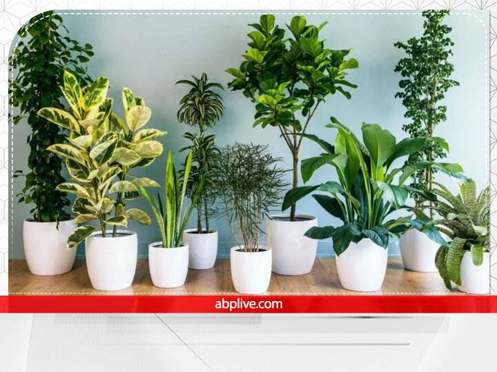 Vastu Plant For Home: वास्तु शास्त्र के अनुसार घर में रखी हर चीज व्यक्ति के जीवन पर अपना प्रभाव डालती है. वास्तु में हर चीज रखने की एक निश्चित दिशा बताई गई है और इसका पालन ना करने पर घर के सदस्यों के इसके नकारात्मक प्रभाव झेलने पड़ते हैं.