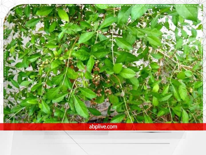 मान्यता है कि मेहंदी के पौधे में बुरी शक्तियों का वास होता है. इस पौधे को घर में लगाने से नकारात्मक ऊर्जा का संचार होता है. ये घर की सुख-शांति को भंग कर सकता है.