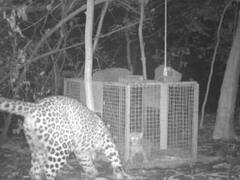 संजय गांधी नेशनल पार्क: मां से बिछड़ गया था तेंदुए का बच्चा, वन अधिकारियों ने ऐसे मिलवाया